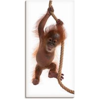 Artland Wandbild "Baby Orang Utan hängt am Seil I", Wildtiere, (1 St.) von Artland