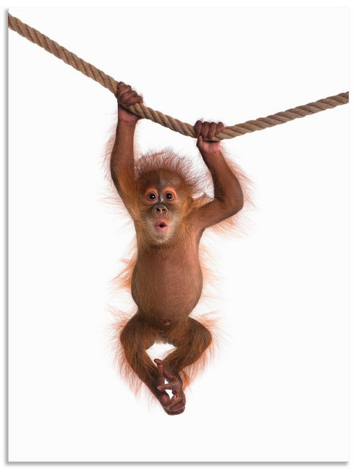 Artland Wandbild Baby Orang Utan hängt an Seil II, Wildtiere (1 St), als Alubild, Outdoorbild, Leinwandbild, Poster, Wandaufkleber von Artland