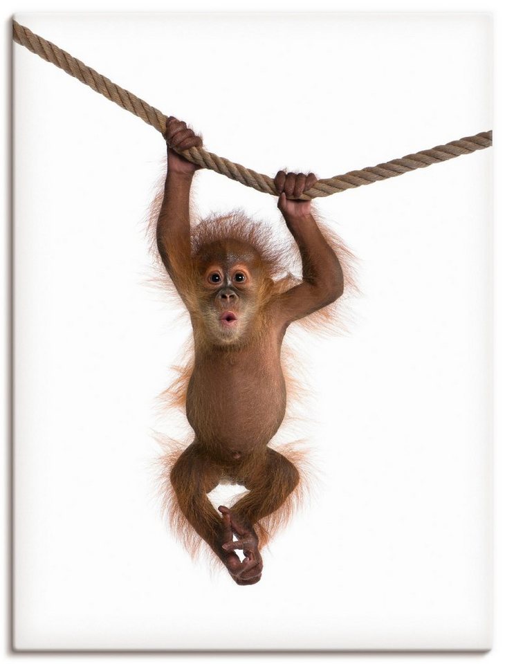 Artland Wandbild Baby Orang Utan hängt an Seil II, Wildtiere (1 St), als Alubild, Outdoorbild, Leinwandbild, Poster, Wandaufkleber von Artland