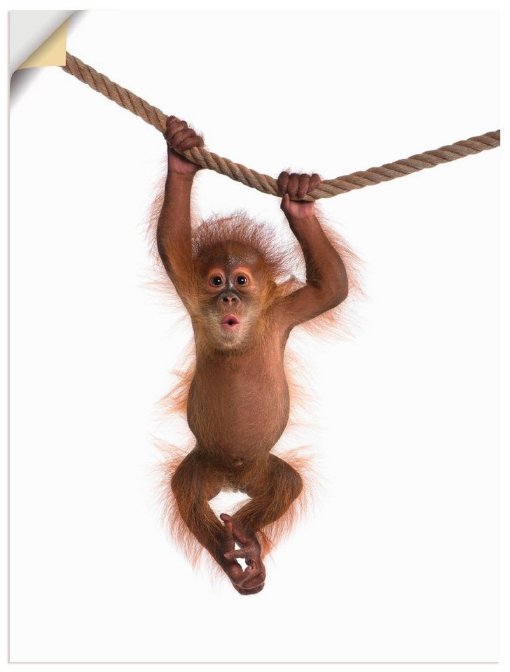 Artland Wandbild Baby Orang Utan hängt an Seil II, Wildtiere (1 St), als Alubild, Outdoorbild, Leinwandbild, Poster, Wandaufkleber von Artland