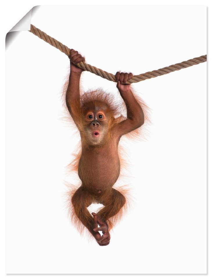 Artland Wandbild Baby Orang Utan hängt an Seil II, Wildtiere (1 St), als Alubild, Outdoorbild, Leinwandbild, Poster, Wandaufkleber von Artland