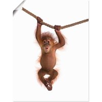 Artland Wandbild "Baby Orang Utan hängt an Seil II", Wildtiere, (1 St.) von Artland