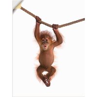 Artland Wandbild "Baby Orang Utan hängt an Seil II", Wildtiere, (1 St.) von Artland