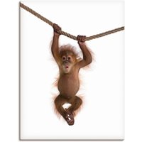 Artland Wandbild "Baby Orang Utan hängt an Seil II", Wildtiere, (1 St.) von Artland