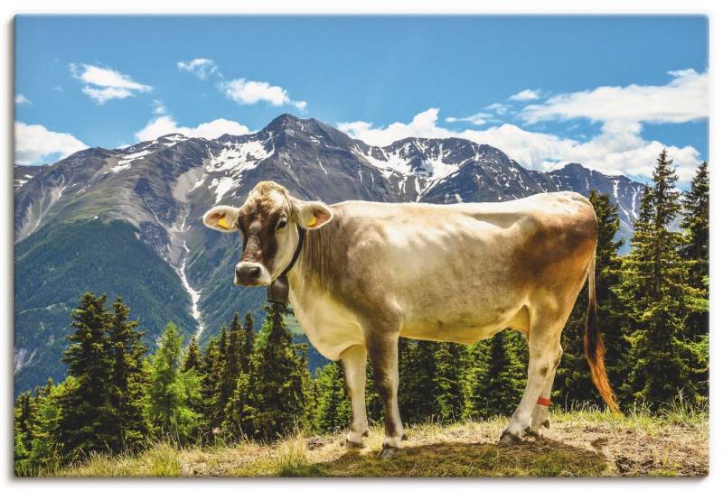 Artland Wandbild Bergkuh in den Alpen im Sommer, Haustiere (1 St), als Leinwandbild, Poster, Wandaufkleber in verschied. Größen von Artland