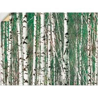 Artland Wandbild "Birkenwald - Bäume", Bäume, (1 St.) von Artland