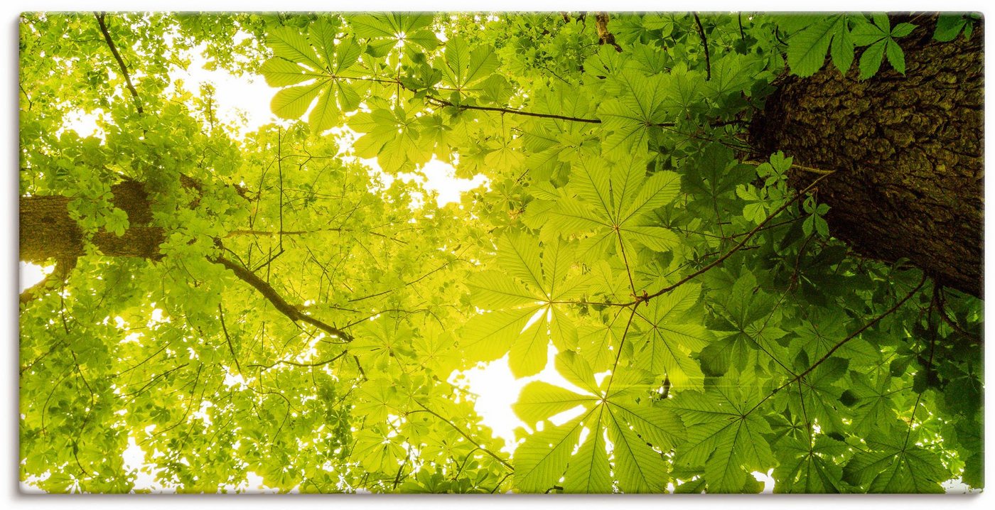 Artland Wandbild Blick nach Oben im Wald, grüne Bäume, Blätterbilder (1 St), als Leinwandbild, Poster in verschied. Größen von Artland