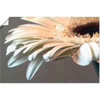 Artland Wandbild "Blüte einer Gerbera", Blumen, (1 St.) von Artland