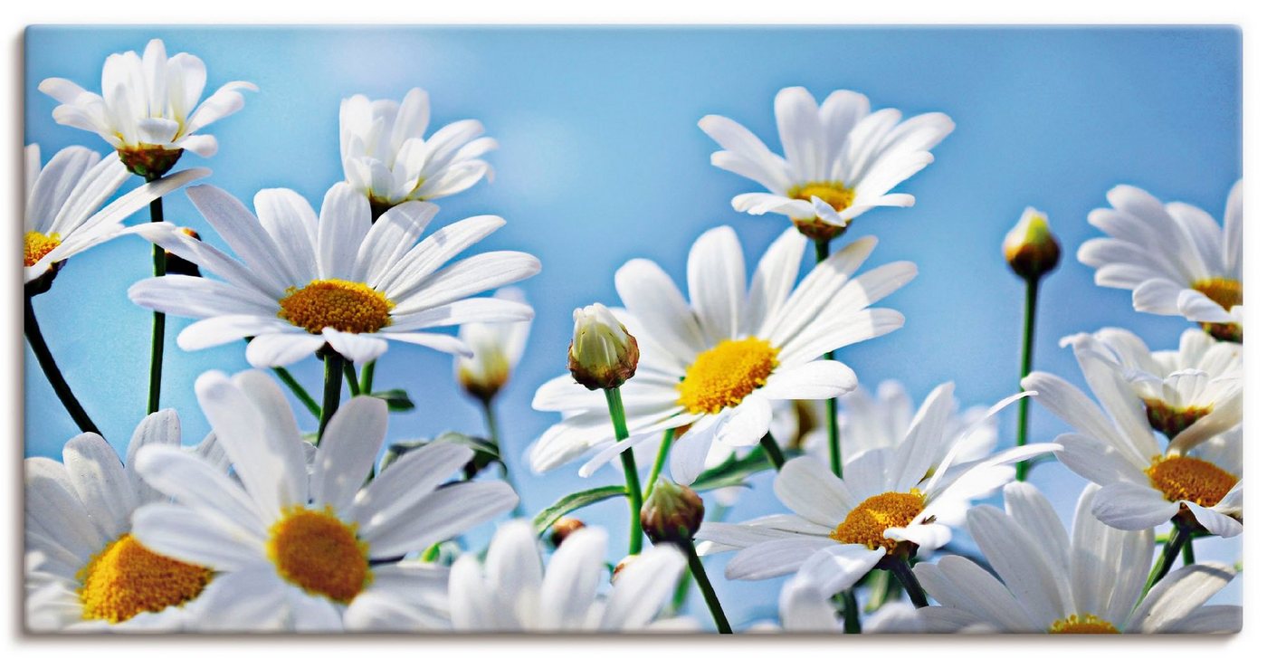 Artland Wandbild Blumen - Margeriten, Blumen (1 St), als Alubild, Outdoorbild, Leinwandbild in verschied. Größen von Artland