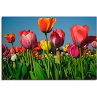 Artland Leinwandbild "Buntes Tulpenfeld", Blumen, (1 St.) von Artland