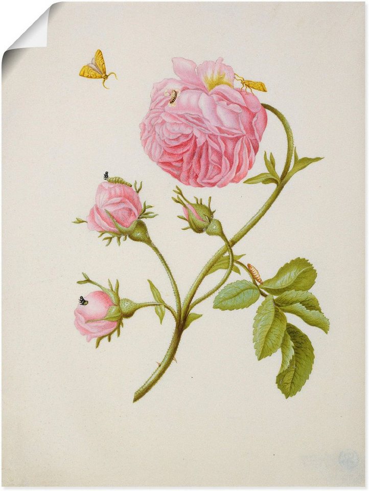 Artland Kunstdruck Buschröschen Miniermotte, Larve, Puppe, Blumen (1 St), als Leinwandbild, Wandaufkleber oder Poster in versch. Größen von Artland