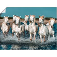 Artland Wandbild "Camargue Pferde galoppieren am Strand", Haustiere, (1 St.) von Artland