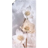 Artland Wandbild "Christrose im Schnee", Blumen, (1 St.) von Artland