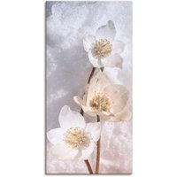 Artland Wandbild "Christrose im Schnee", Blumen, (1 St.) von Artland