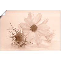 Artland Wandbild "Chrysantheme", Blumen, (1 St.) von Artland