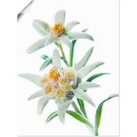 Artland Wandbild "Edelweiss", Blumen, (1 St.) von Artland