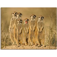 Artland Wandbild "Erdmännchen Familie", Wildtiere, (1 St.), als Alubild, Outdoorbild, Leinwandbild, Poster, Wandaufkleber von Artland
