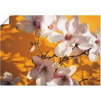 Artland Wandbild "Fotokollage Magnolie", Blumen, (1 St.) von Artland