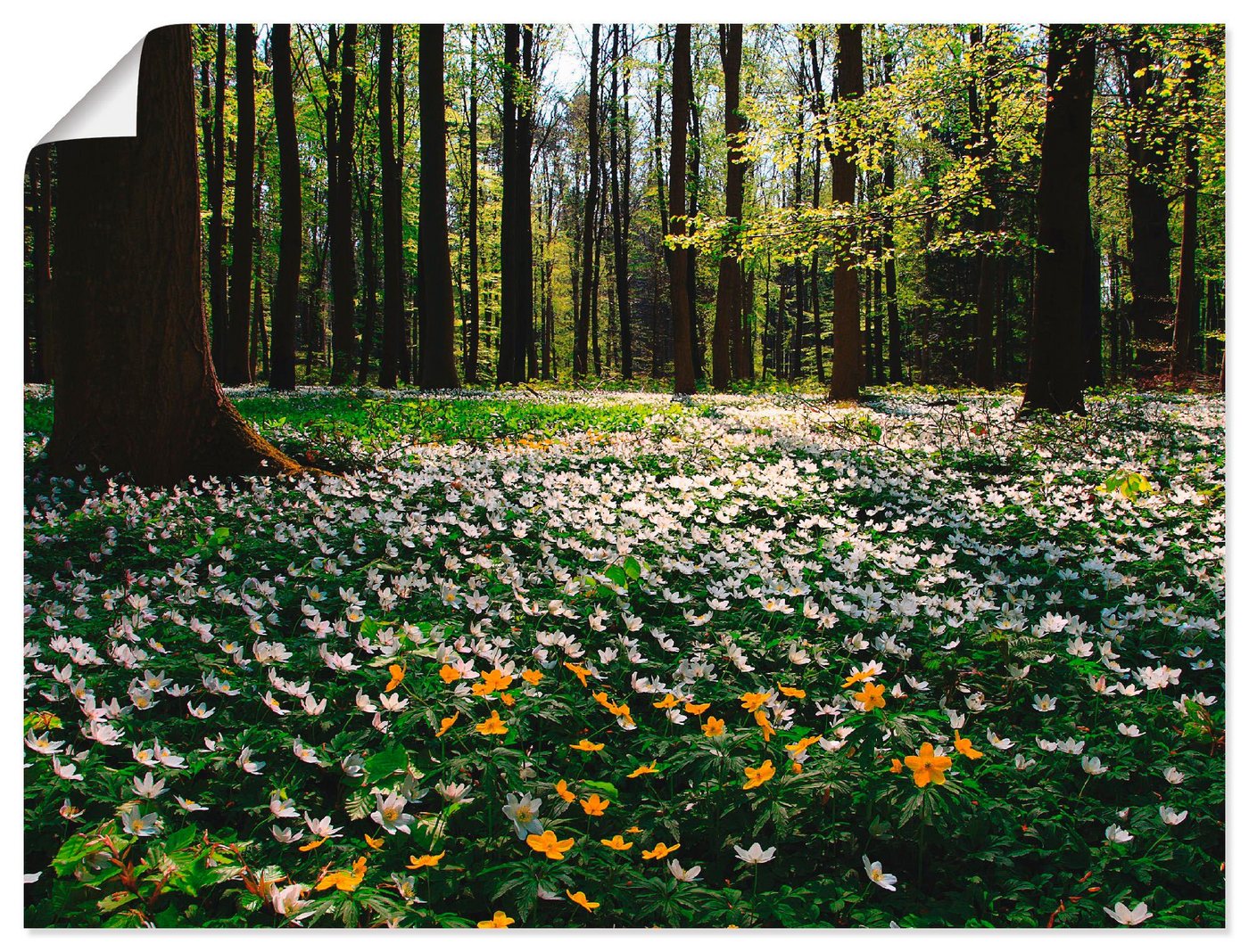 Artland Wandbild Frühlingswald bedeckt mit Windröschen, Wald (1 St), als Leinwandbild, Poster in verschied. Größen von Artland