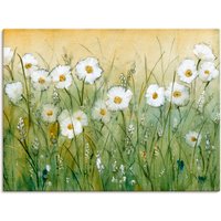 Artland Wandbild "Gänseblümchenfrühling II", Blumen, (1 St.), als Alubild, Outdoorbild, Leinwandbild, Poster, Wandaufkleber von Artland