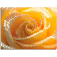 Artland Wandbild "Gelbe Rose Makro", Blumen, (1 St.) von Artland