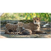 Artland Wandbild "Gepard 2", Wildtiere, (1 St.), als Leinwandbild, Poster, Wandaufkleber in verschied. Größen von Artland