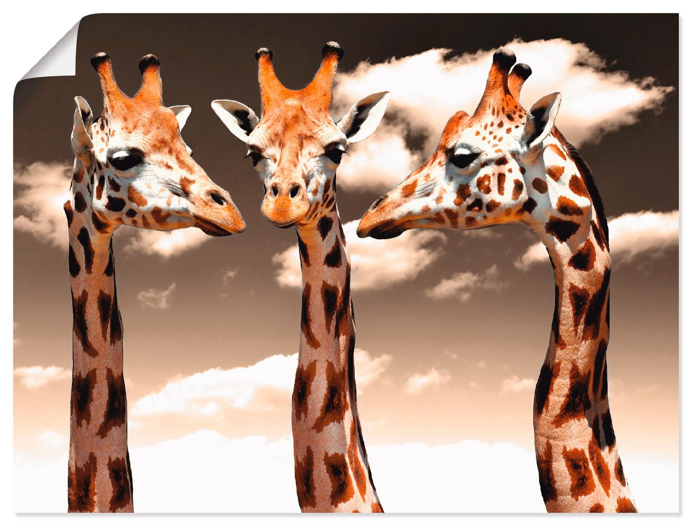 Artland Poster Giraffe_sepia, Wildtiere (1 St), als Alubild, Leinwandbild, Wandaufkleber oder Poster in versch. Größen von Artland