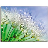 Artland Wandbild "Glitzernde Pusteblume III", Blumen, (1 St.) von Artland