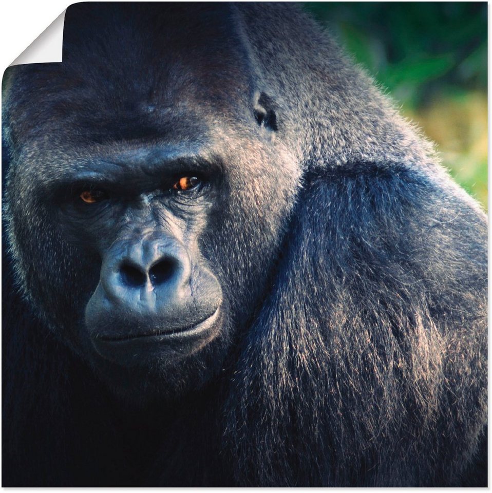 Artland Poster Gorilla, Wildtiere (1 St), als Leinwandbild, Wandaufkleber oder Poster in versch. Größen von Artland