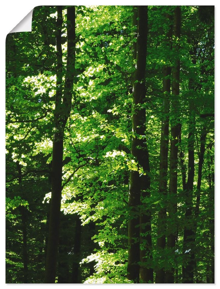 Artland Poster Im Buchenwald, Wald (1 St), als Alubild, Leinwandbild, Wandaufkleber oder Poster in versch. Größen von Artland