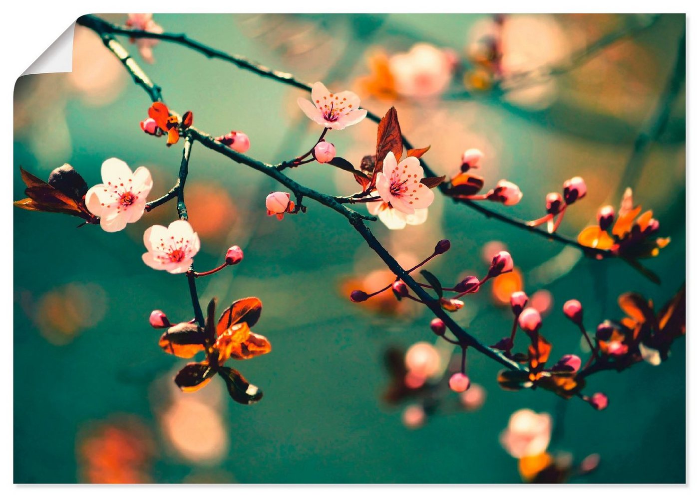 Artland Wandbild Japanische Kirsch Sakura Blumen, Blumen (1 St), als Leinwandbild, Poster in verschied. Größen von Artland