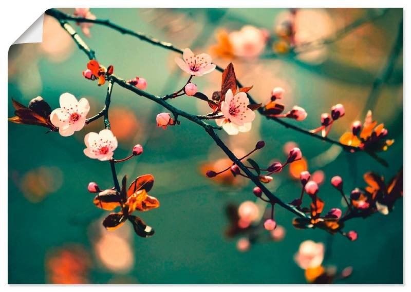 Artland Wandbild Japanische Kirsch Sakura Blumen, Blumen (1 St), als Leinwandbild, Poster in verschied. Größen von Artland