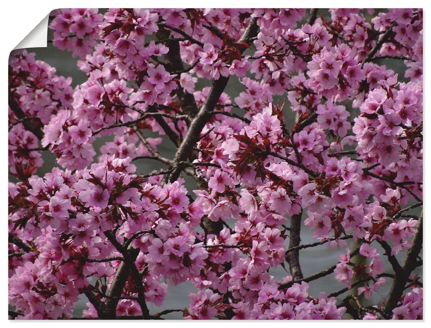 Artland Wandbild Japanische Zierkirschen Blüte, Bäume (1 St), als Leinwandbild, Poster in verschied. Größen von Artland