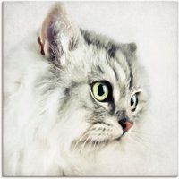 Artland Wandbild "Katzenporträt", Haustiere, (1 St.) von Artland