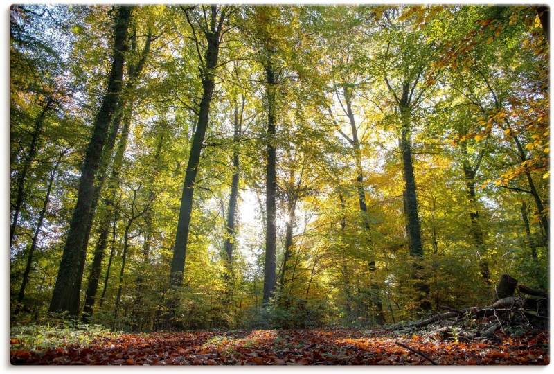 Artland Leinwandbild Laubwald zum Herbst, Waldbilder (1 St), auf Keilrahmen gespannt von Artland