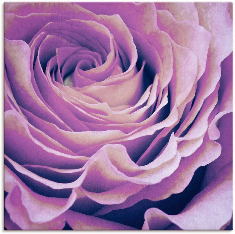 Artland Wandbild Lila Rose, Blumen (1 St), als Leinwandbild, Poster in verschied. Größen von Artland