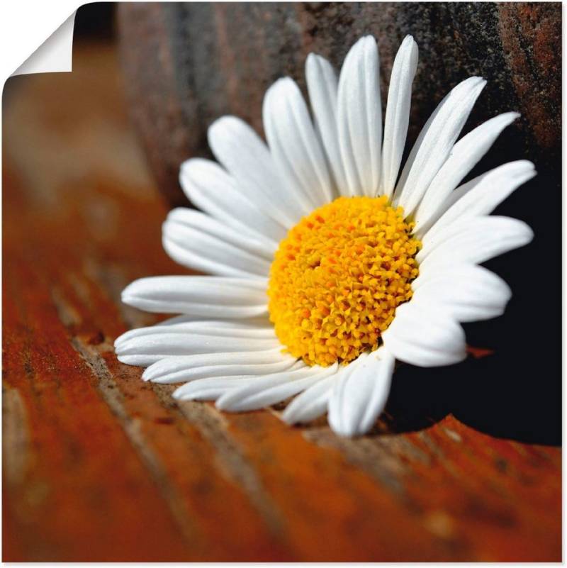 Artland Poster Margeriten Stillleben, Blumen (1 St), als Leinwandbild, Wandaufkleber oder Poster in versch. Größen von Artland