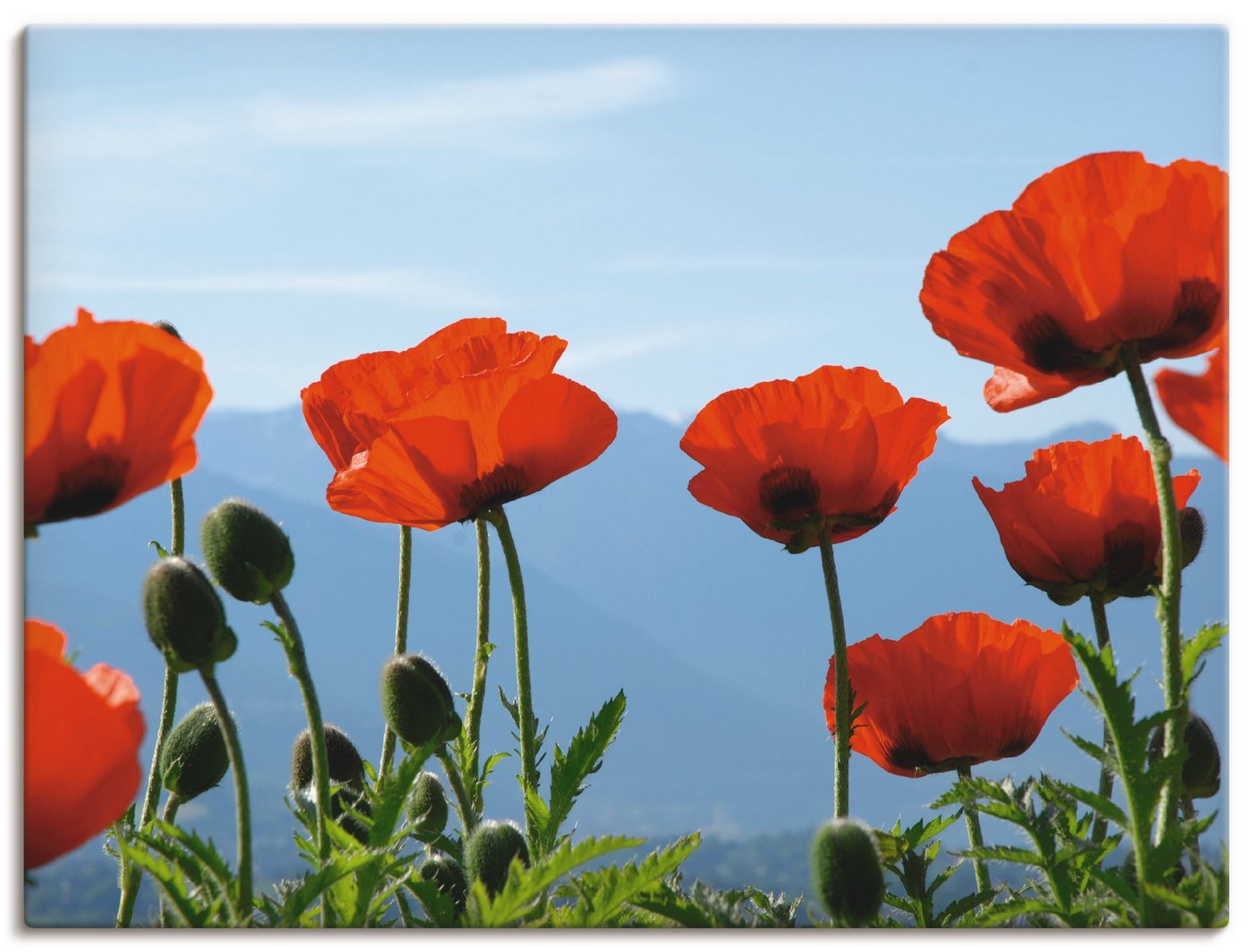 Artland Wandbild Mohnblüten, Blumen (1 St), als Leinwandbild, Poster in verschied. Größen von Artland