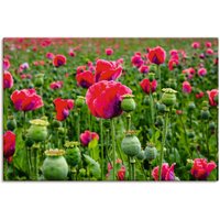 Artland Leinwandbild "Mohnblumen Nahaufnahme", Blumenwiese, (1 St.) von Artland