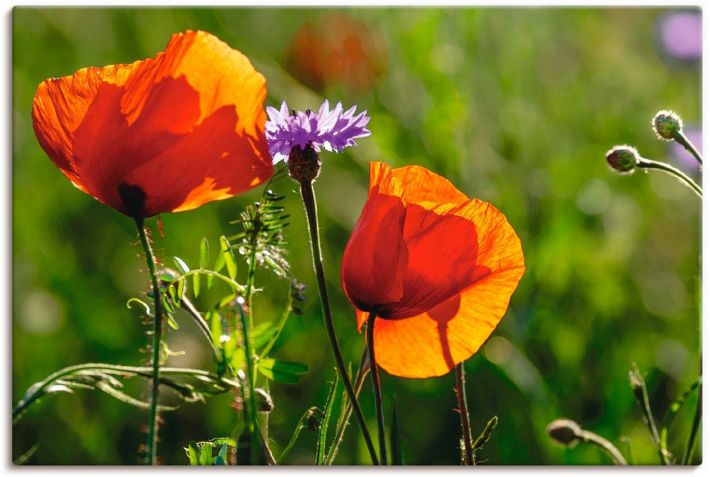 Artland Wandbild Mohnblumen im Frühling, Blumen (1 St), als Alubild, Outdoorbild, Leinwandbild in verschied. Größen von Artland