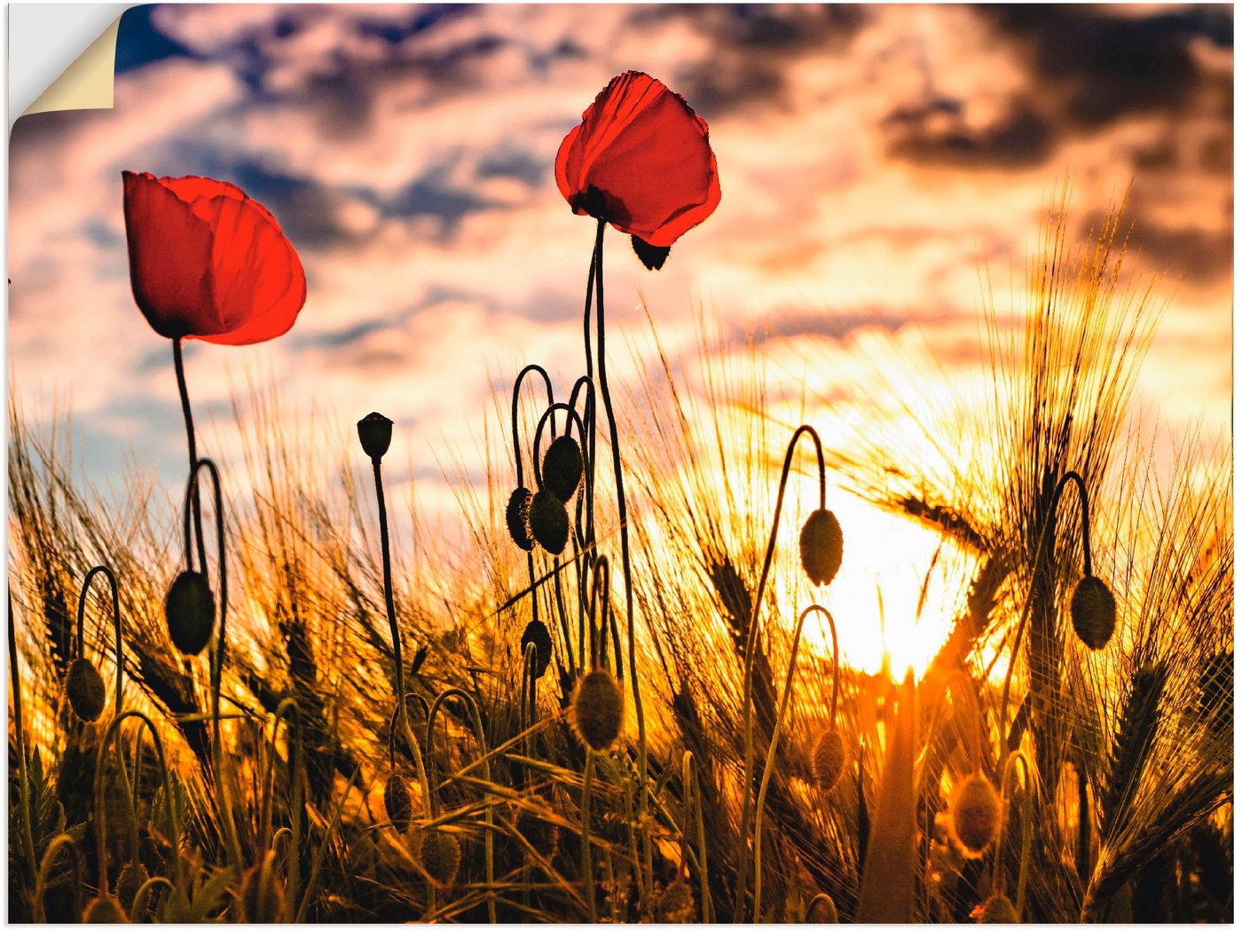 Artland Wandbild Mohnblumen im Sonnenuntergang, Blumen (1 St), als Alubild, Outdoorbild, Leinwandbild, Poster, Wandaufkleber von Artland