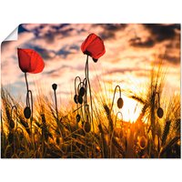 Artland Wandbild "Mohnblumen im Sonnenuntergang", Blumen, (1 St.) von Artland