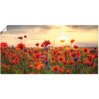 Artland Wandbild "Mohnblumen", Blumen, (1 St.) von Artland