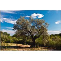 Artland Wandbild "Olivenbaum in Südfrankreich", Bäume, (1 St.) von Artland