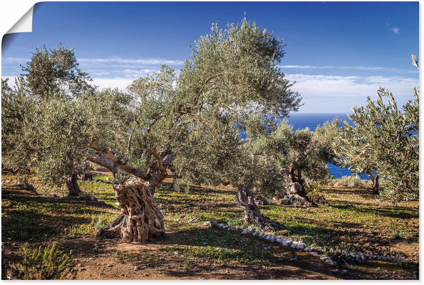 Artland Wandbild Olivenhain in der Serra de Tramuntana, Küstenbilder (1 St), als Alubild, Outdoorbild, Leinwandbild, Poster in verschied. Größen von Artland