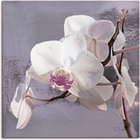 Artland Wandbild "Orchideen vor Violett I", Blumen, (1 St.) von Artland