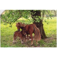 Artland Wandbild "Pony - Mutterglück", Haustiere, (1 St.) von Artland
