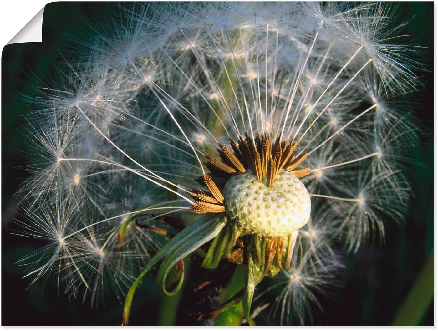 Artland Poster Pusteblume, Blumen (1 St), als Alubild, Leinwandbild, Wandaufkleber oder Poster in versch. Größen von Artland