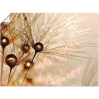 Artland Wandbild "Pusteblume Goldener Tropfen", Blumen, (1 St.) von Artland