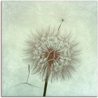 Artland Wandbild "Pusteblume II", Blumen, (1 St.) von Artland